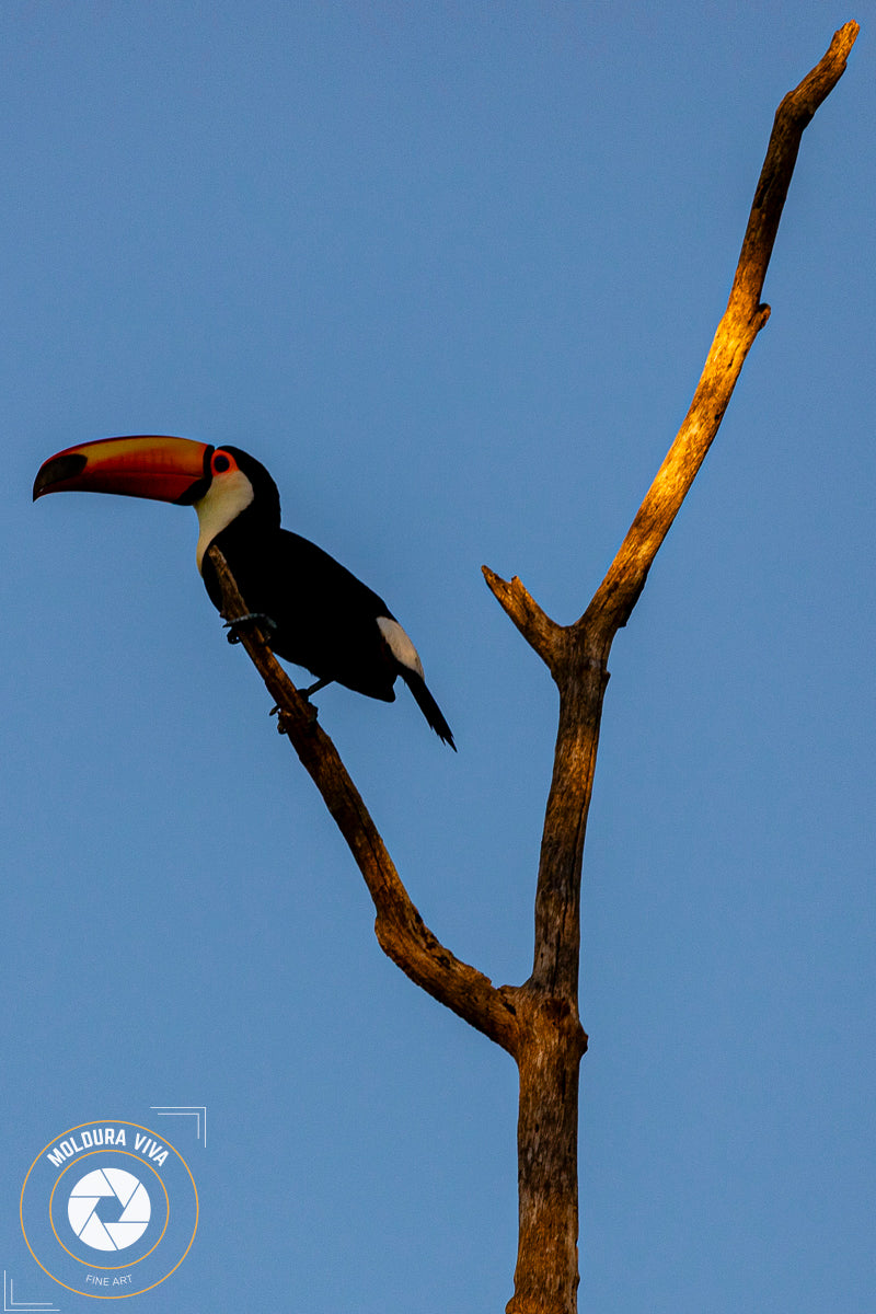 Tucano do Pantanal - MS