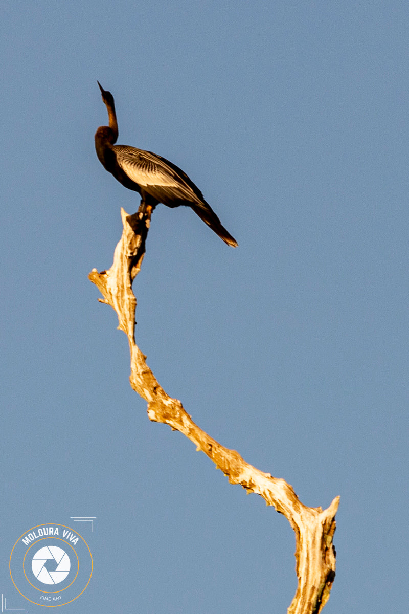 Versão 4 de Pássaros no Pantanal - MS