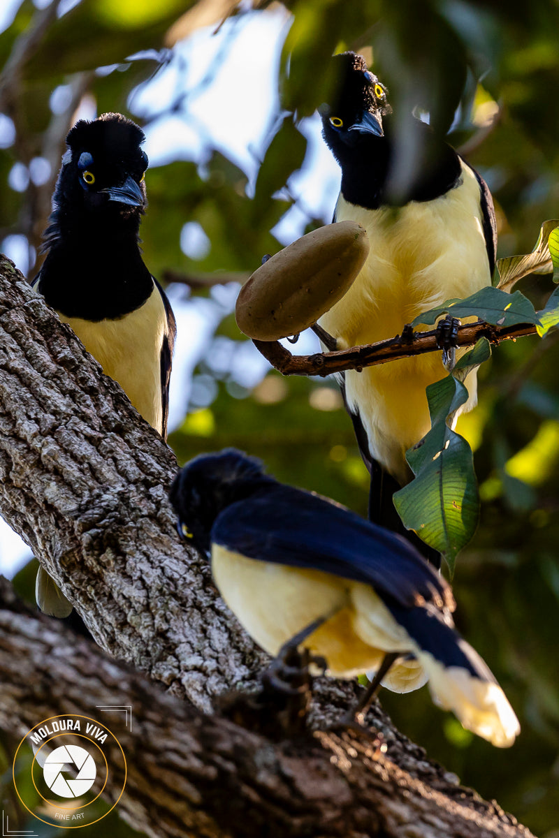 Gralhas no Pantanal - MS