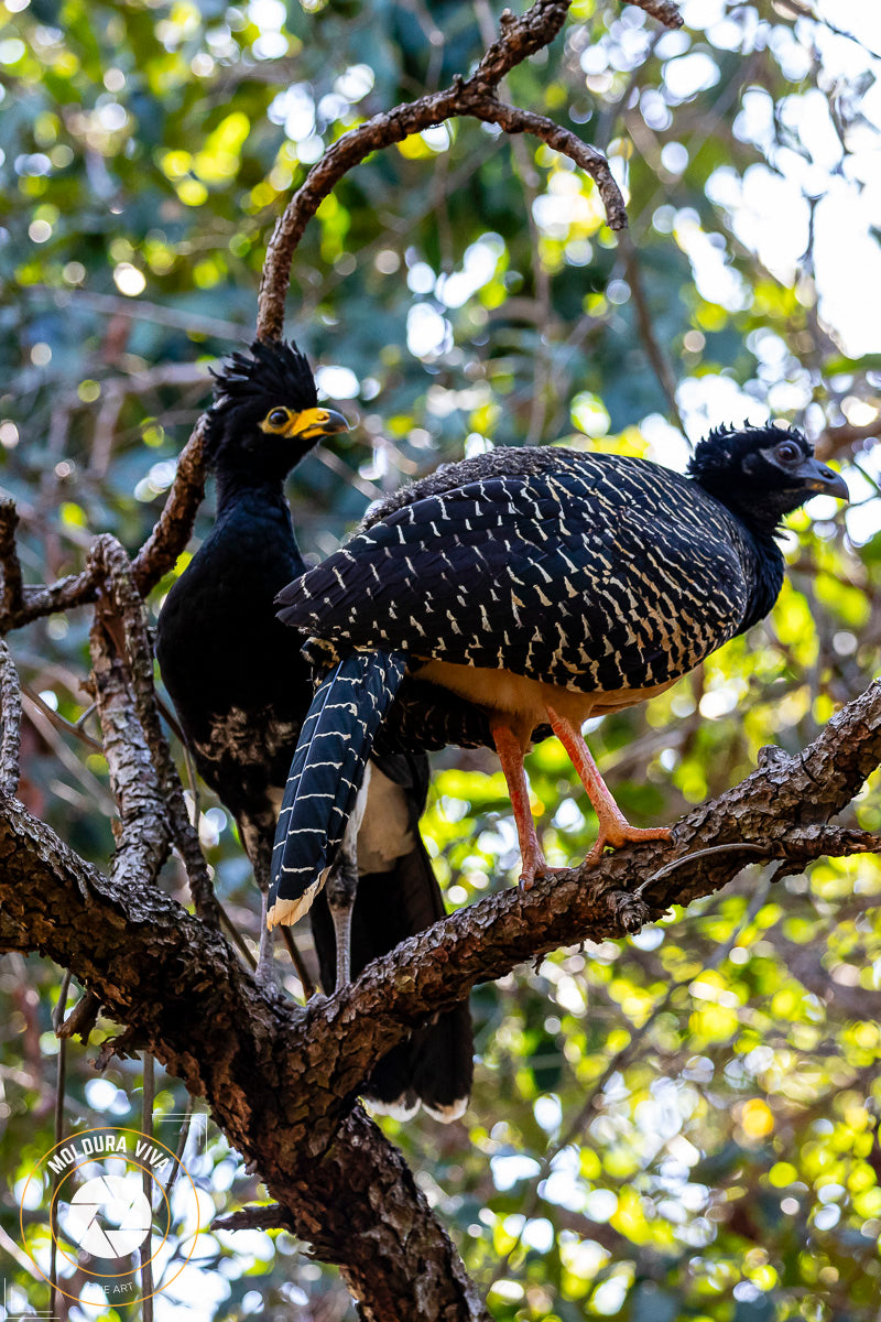 Casal de Mutum Pantanal - MS