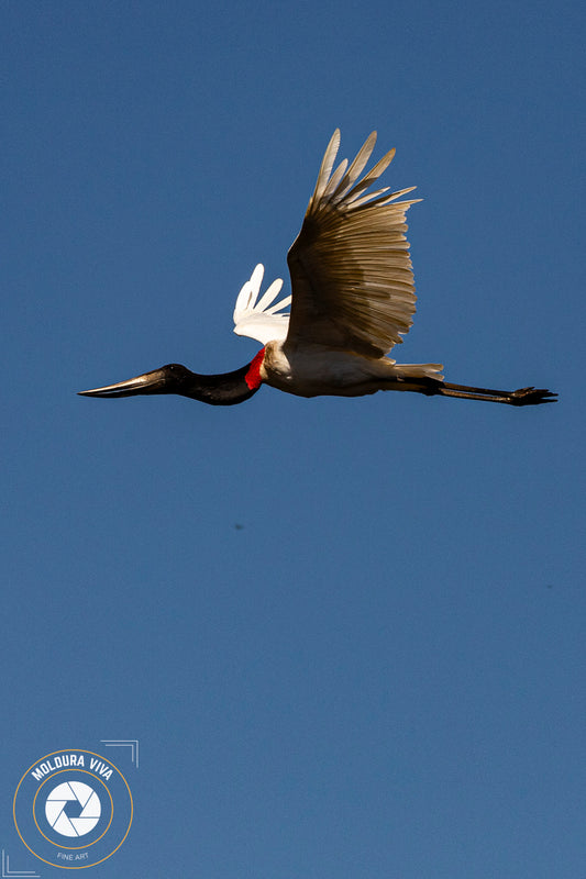 Tuiuiu do Pantanal - MS