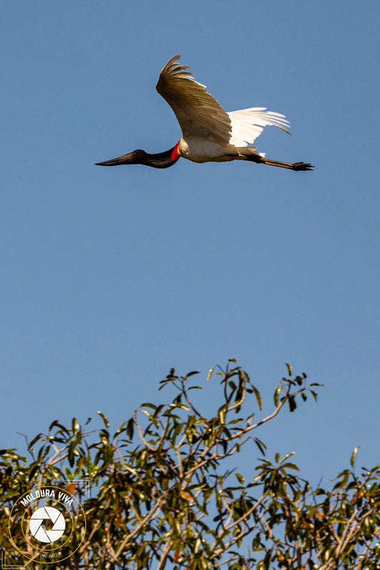 Versão 2 de Tuiuiu do Pantanal - MS