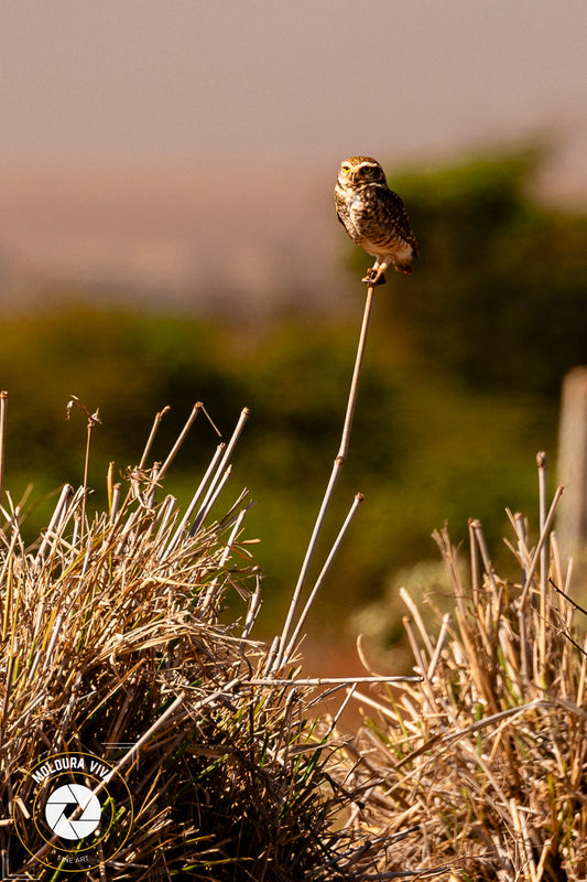 Coruja Campestre em Goiás