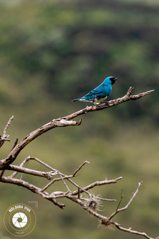 Pássaro no Parque Vila Velha - PR