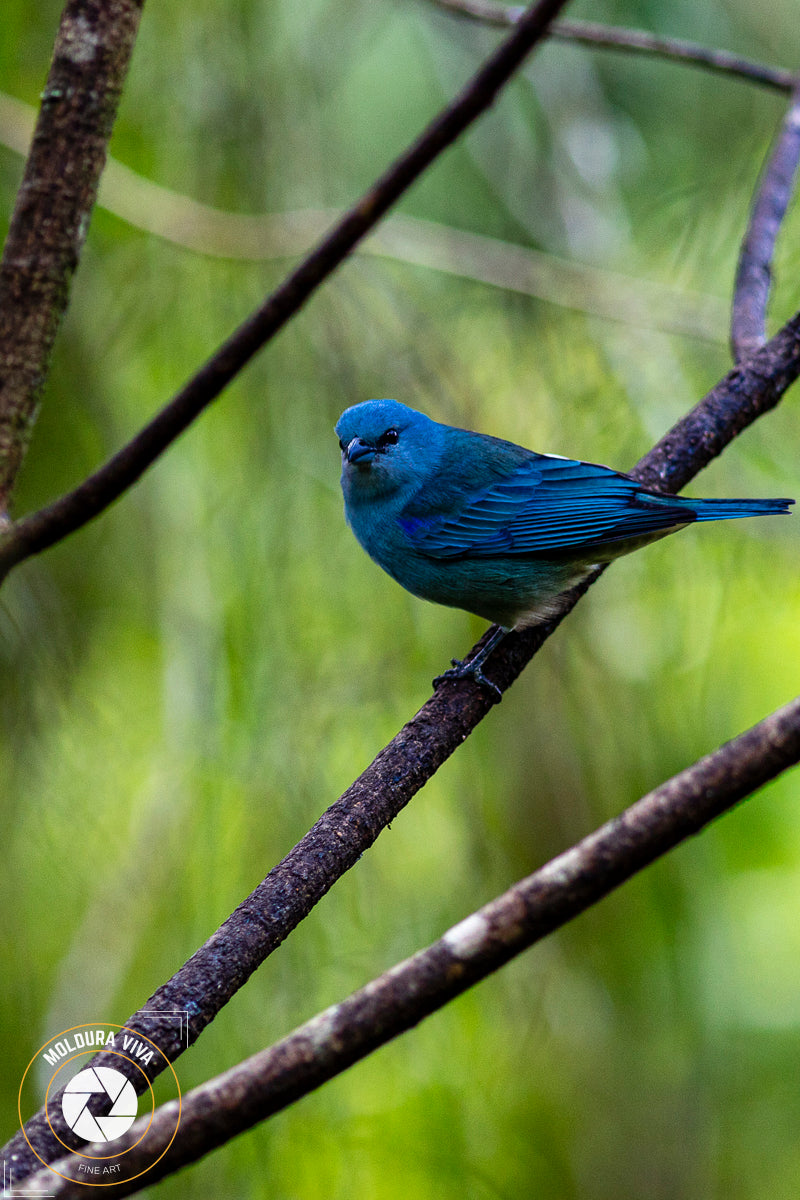 Azulão da Mata Atlântica - SP