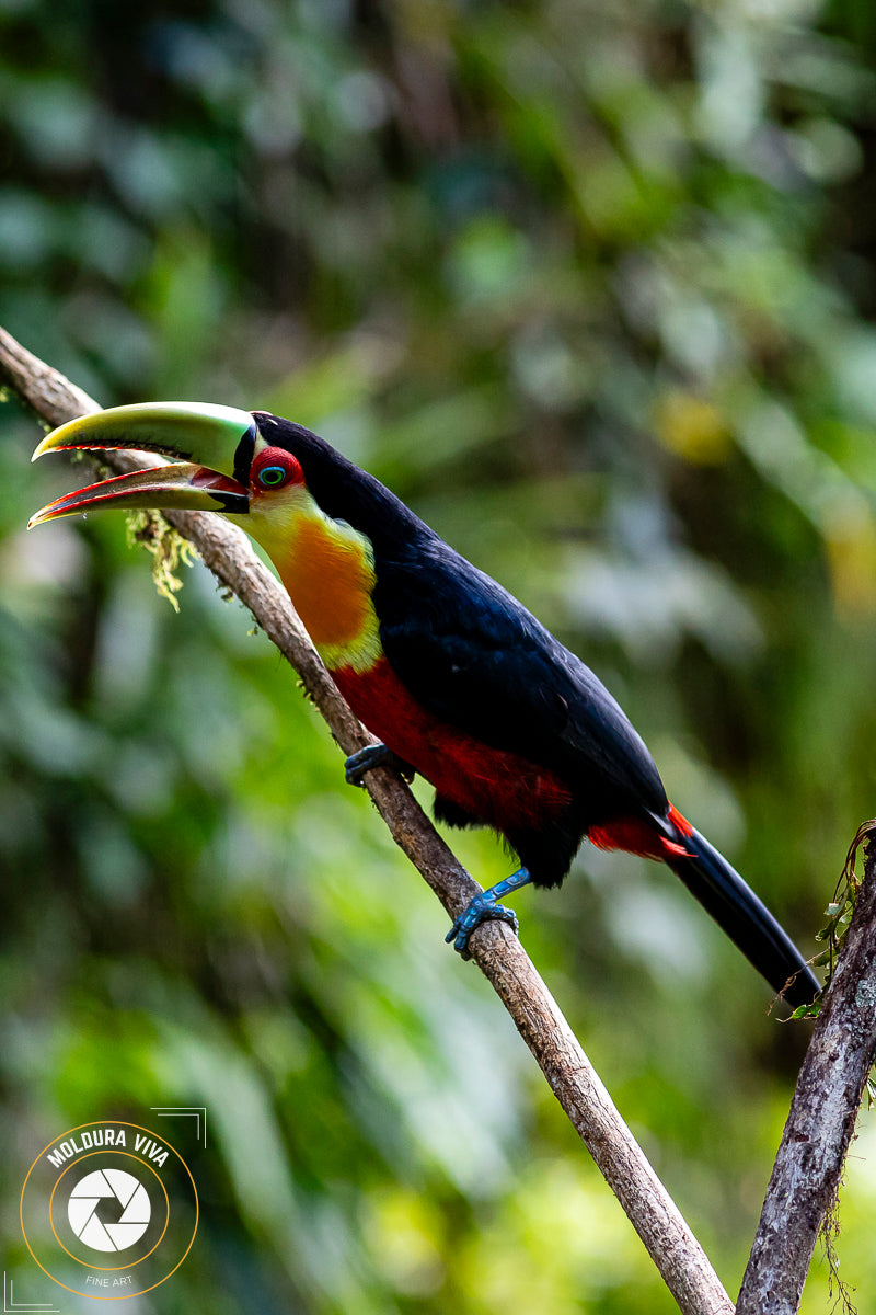 Versão 2 de Tucano de Bico Branco Mata Atlântica - SP