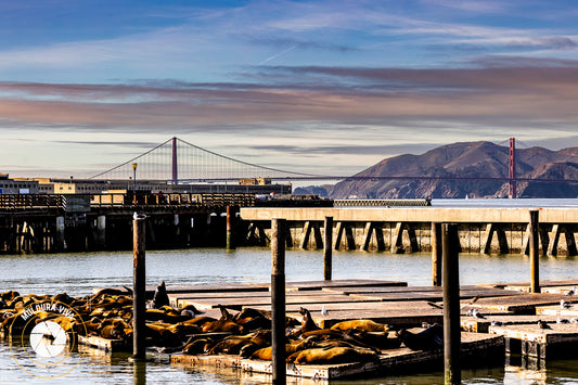 Elefantes Marinhos e Golden Gate - CA