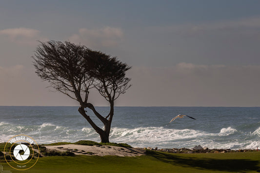 Árvore de Parque em Carmel - CA