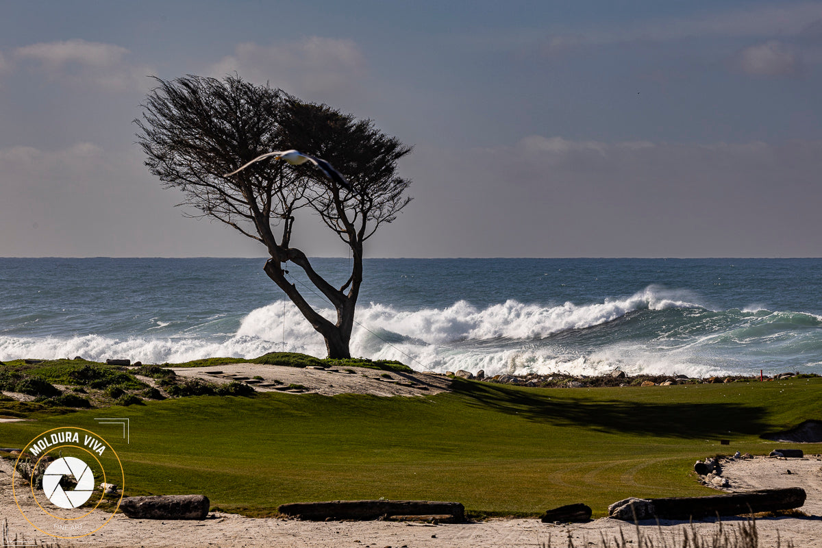 Versão 2 de Árvore de Parque em Carmel - CA