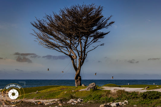 Revoada de Pássaros e Árvore de Parque em Carmel - CA