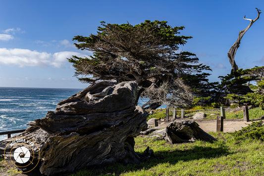 Natureza Morta em Monterey - Carmel - CA