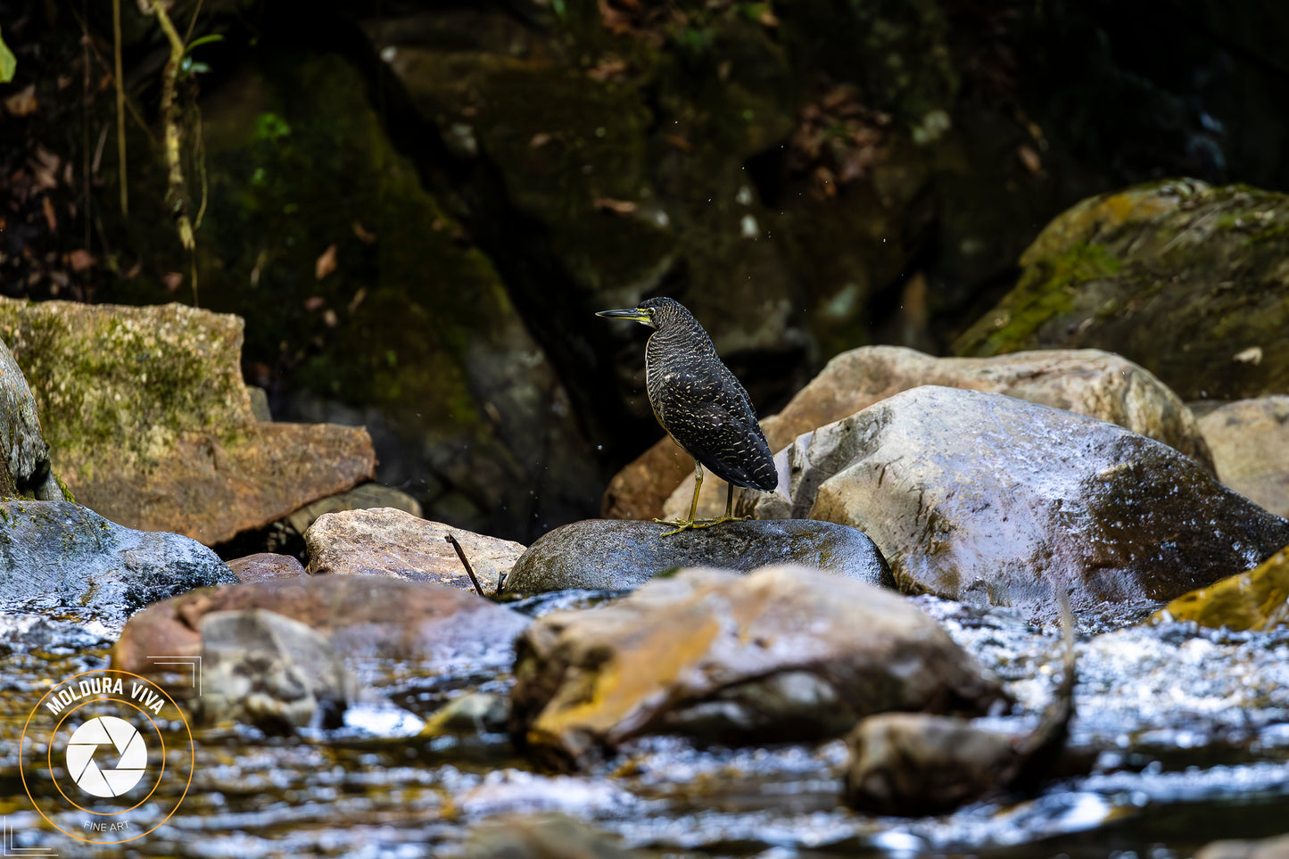 Socó Boi no Petar - Mata Atlântica - SP