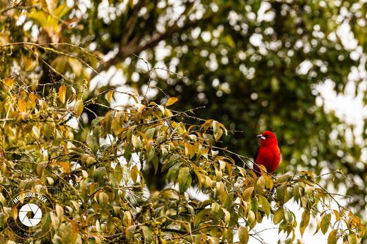 Tiê-Sangue - Mata Atlântica - SP