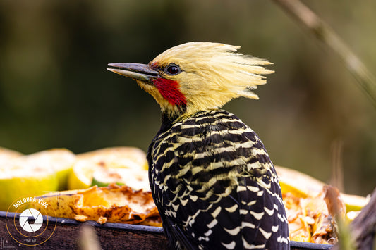 Pica pau da Cabeça Amarela - Mata Atlântica - SP