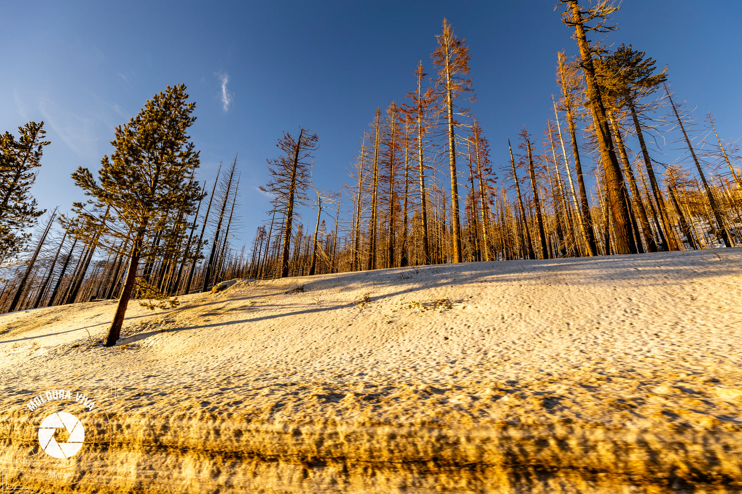 Versão 2 de Nas Montanhas Geladas da California - EUA