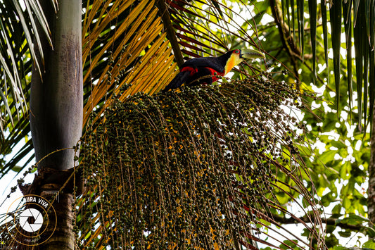 Tucano de Bico Branco - Mata Atlântica - SP