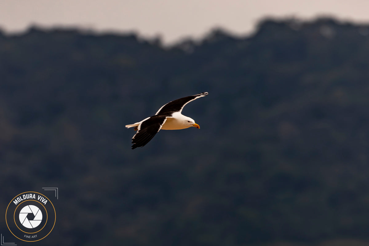 Gaivota em Ubatuba - SP